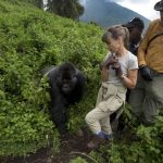 Nkuringo gorilla sector