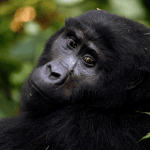 Mountain gorilla trekking