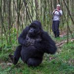 gorilla trekking