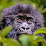 mountain gorilla