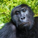 Luxury African Gorilla Safari: The Ultimate Guide