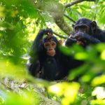 Best Jungle Tours in Uganda: Ranked by Experience
