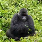 Africa Adventure Safari and Gorilla Trekking