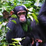 Where Can I Go Chimpanzee Tracking in Uganda
