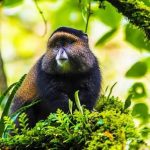 Top Primate and Wild Destinations