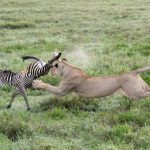 Chasing Lions on Camera: A Day-by-Day Guide to Filming