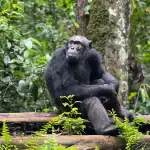 Chimps Trekking