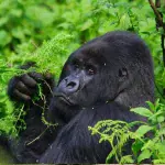 gorilla