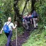 gorilla trekking