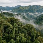Impenetrable forest