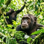 mountain gorilla trekking
