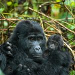Best gorilla trekking Buhoma
