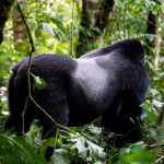 Bwindi impenetrable national parkl