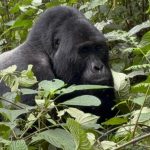 Best gorilla trekking