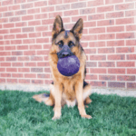 Balón Mordedor KONG Flexball - Imagen 2