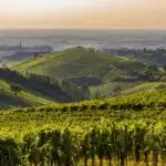 Panorama dei vigneti dell'Oltrepò Pavese al tramonto
