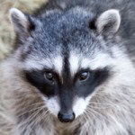 raccoon-200x200-150x150