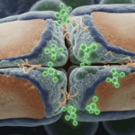 CBD for Bone Health: How It Helps Heal Fractures