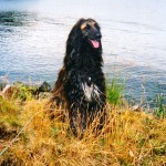 Bamse