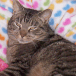 Baron 2001-2014 Simon & Anaia