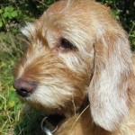 Dixie
