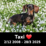 Taxi 2008-2025