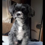 Gizmo 2012-2022