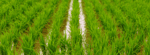 cultivo de arroz (1)
