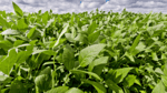 ar header cultivo de soja