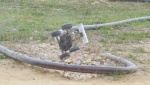2013-09-14_Interclub_Cornaux_010.jpg