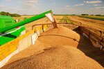 combine harvester harvesting wheat during summer harvest on a sunny day.