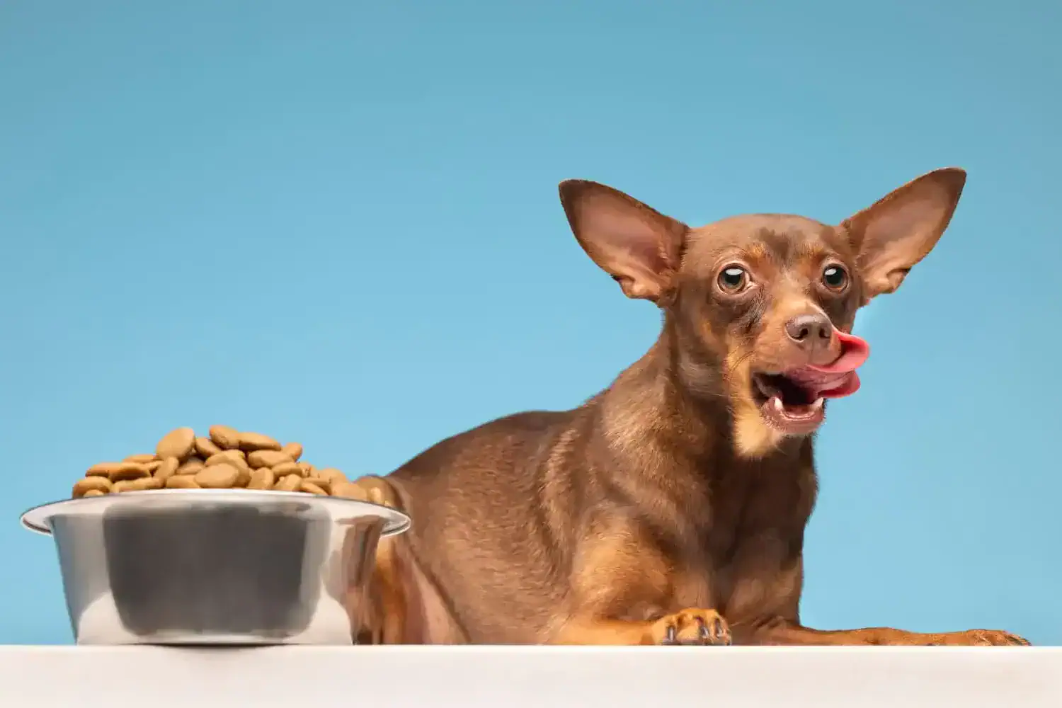 Alimentos Funcionais Para Pets — Por Que Incluir Na Dieta