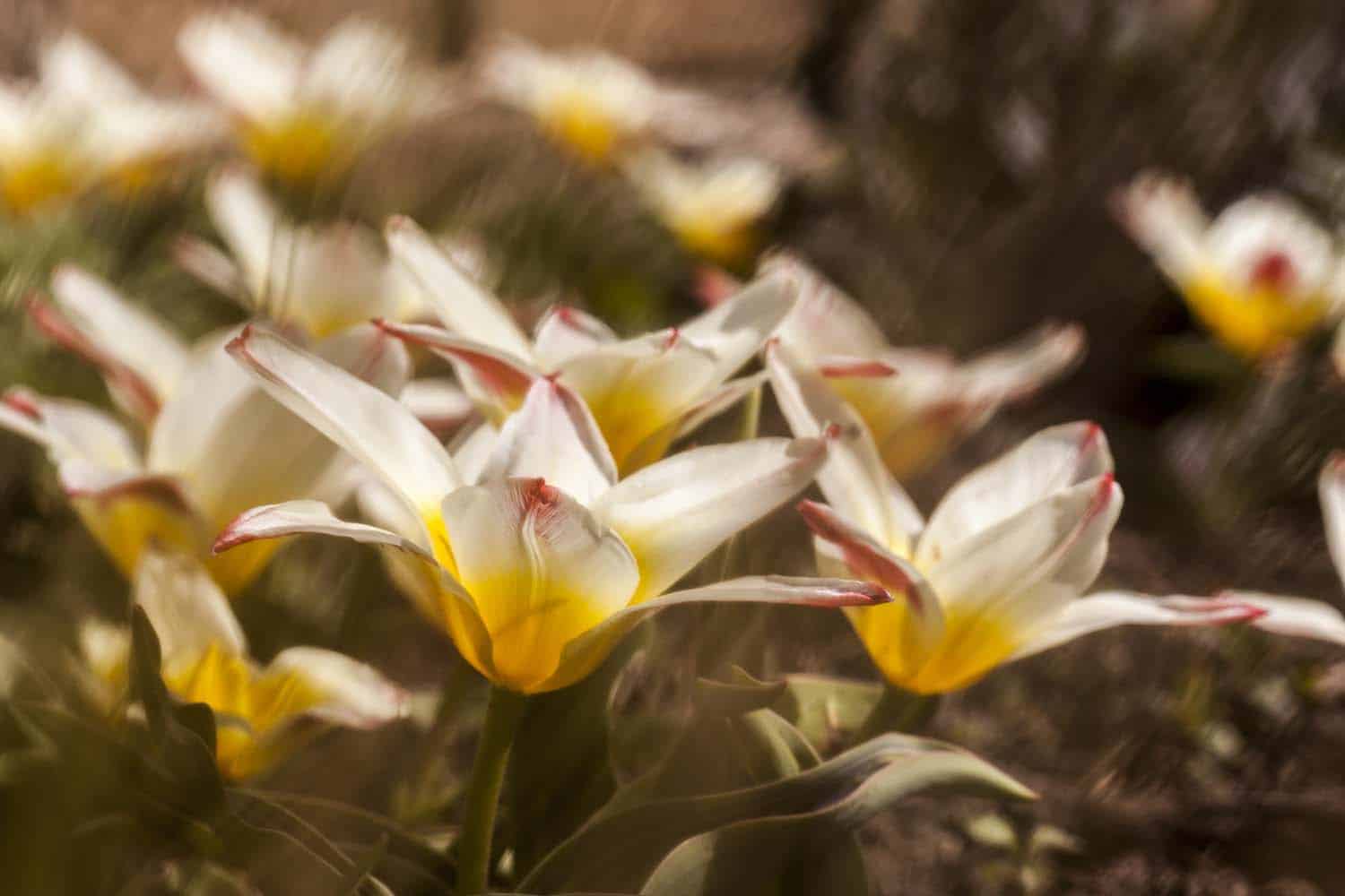 weiße wildtulpen