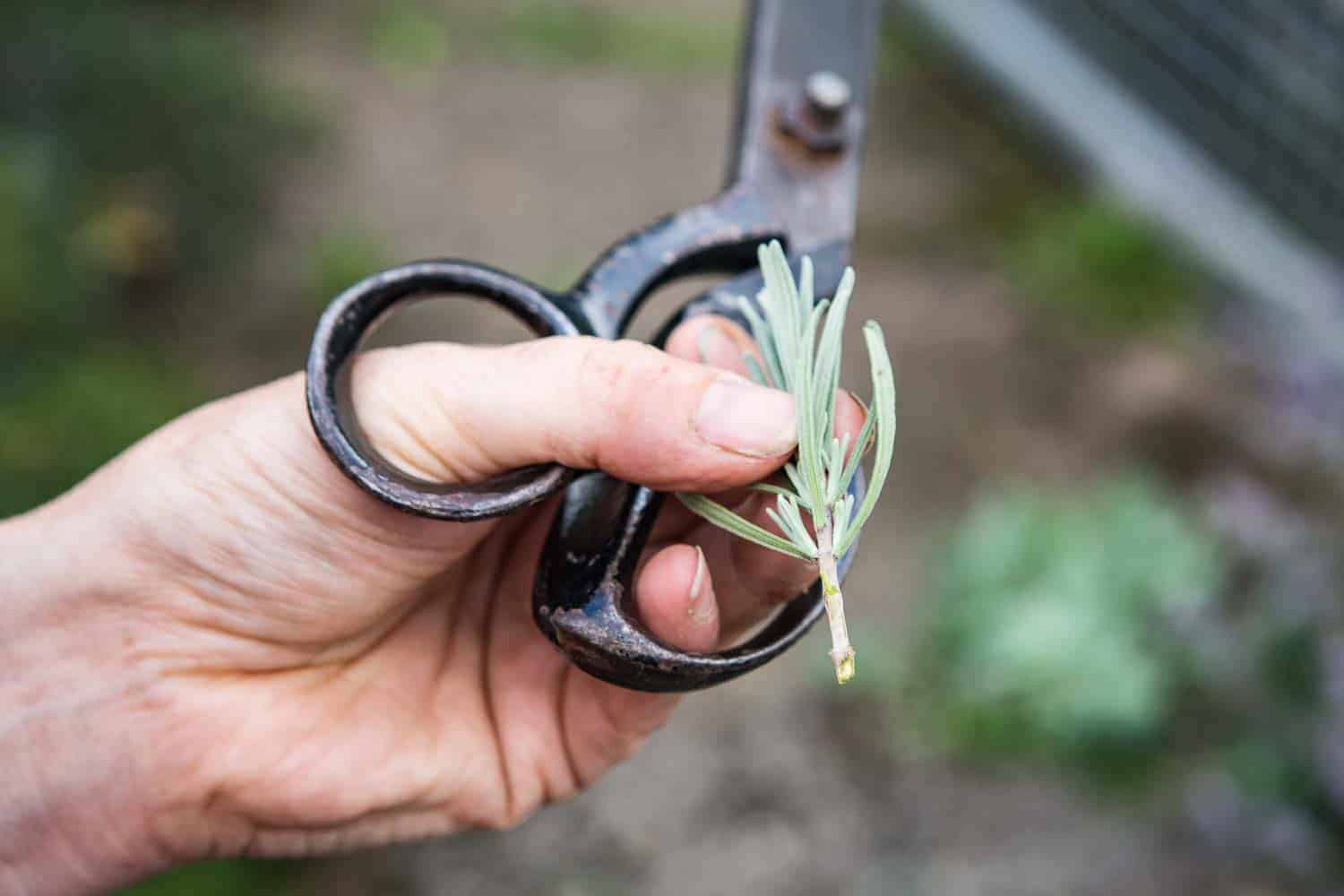 Lavendel pflegen schneiden pflanzen
