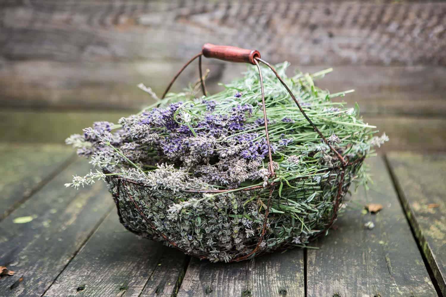 Lavendel pflegen schneiden pflanzen