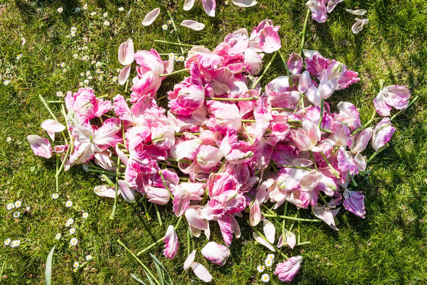 abgeschnittene Tulpenblüten