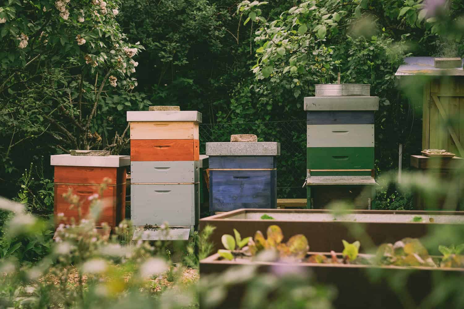 Sind Bienen im Kleingarten erlaubt? Welche geseztlichen Regelungen gibt es? Wie geht man damit um, wenn der Nachbar etwas gegen die Bienenhaltung hat?