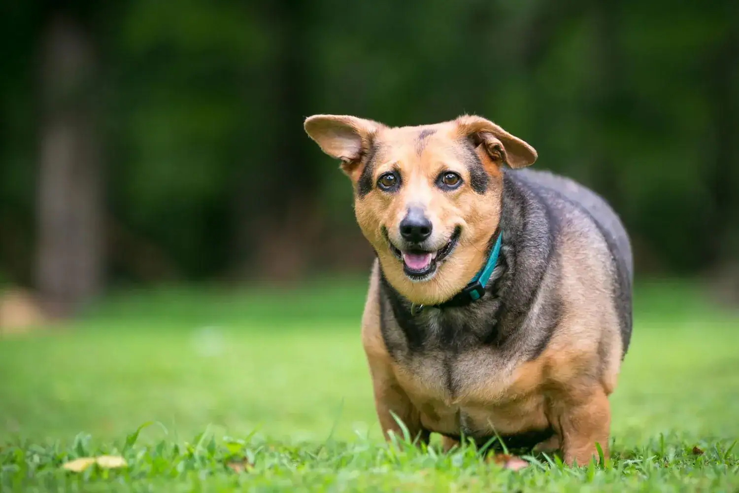 Is Your Pet Gaining Weight? Experts Explain Why Feeding Less Isn't Always the Answer