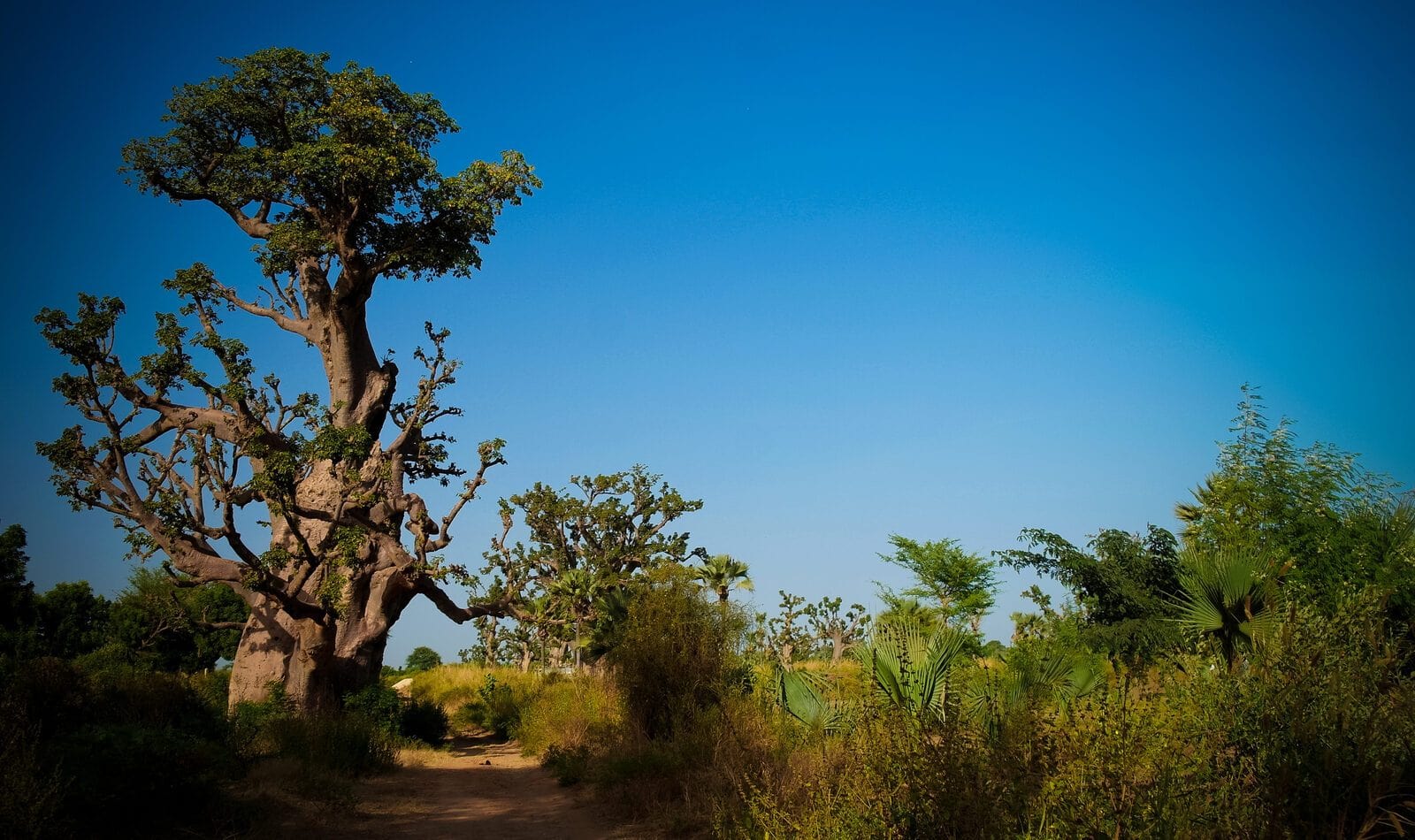 Foret de baobabs excursion ngaparou Sénégal