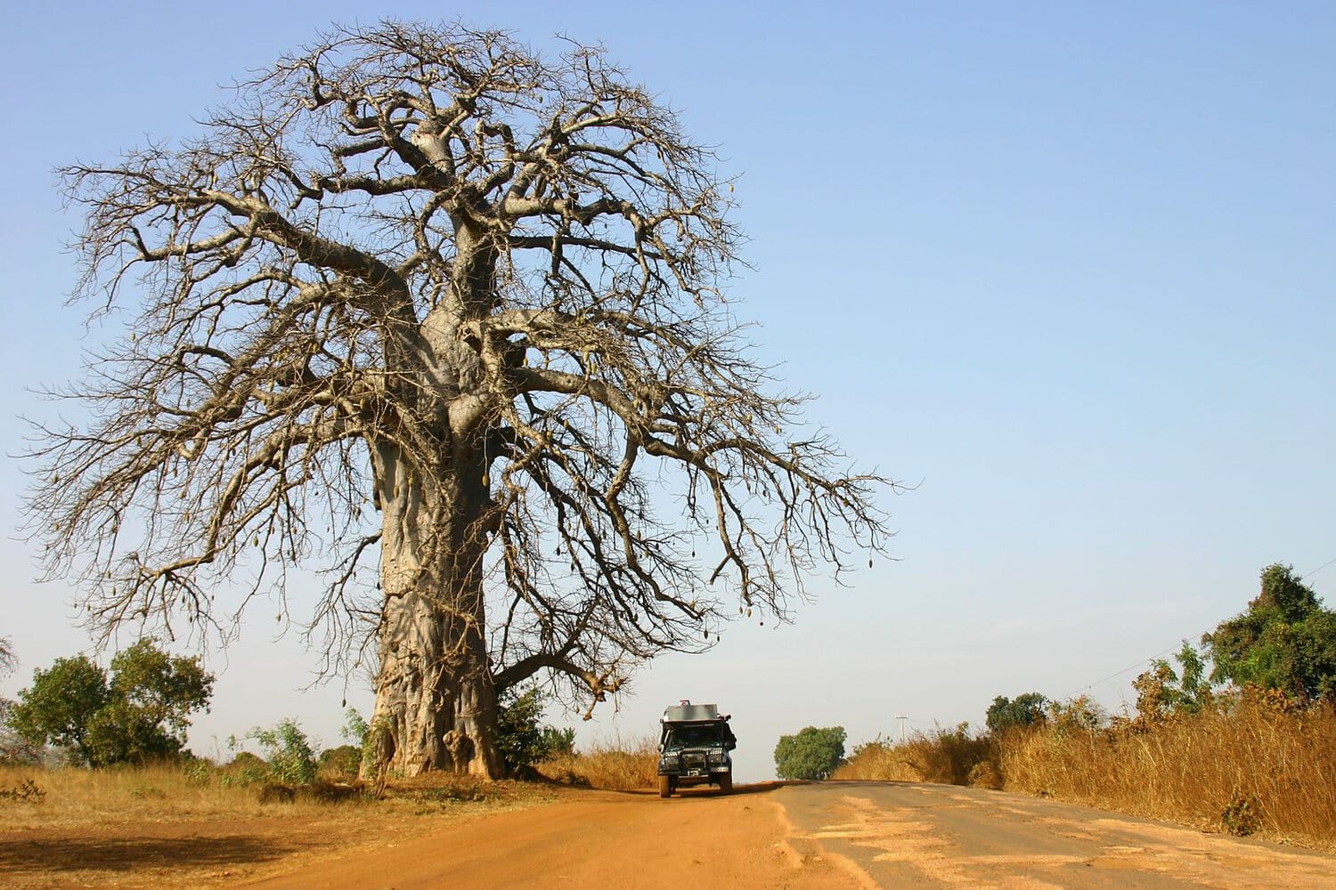 La broussade 4x4 brousse Sénégal baobab 01