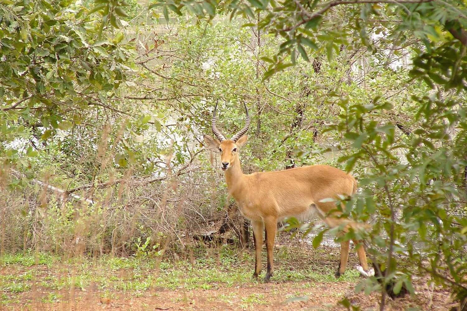 Niokolo koba antilope 02