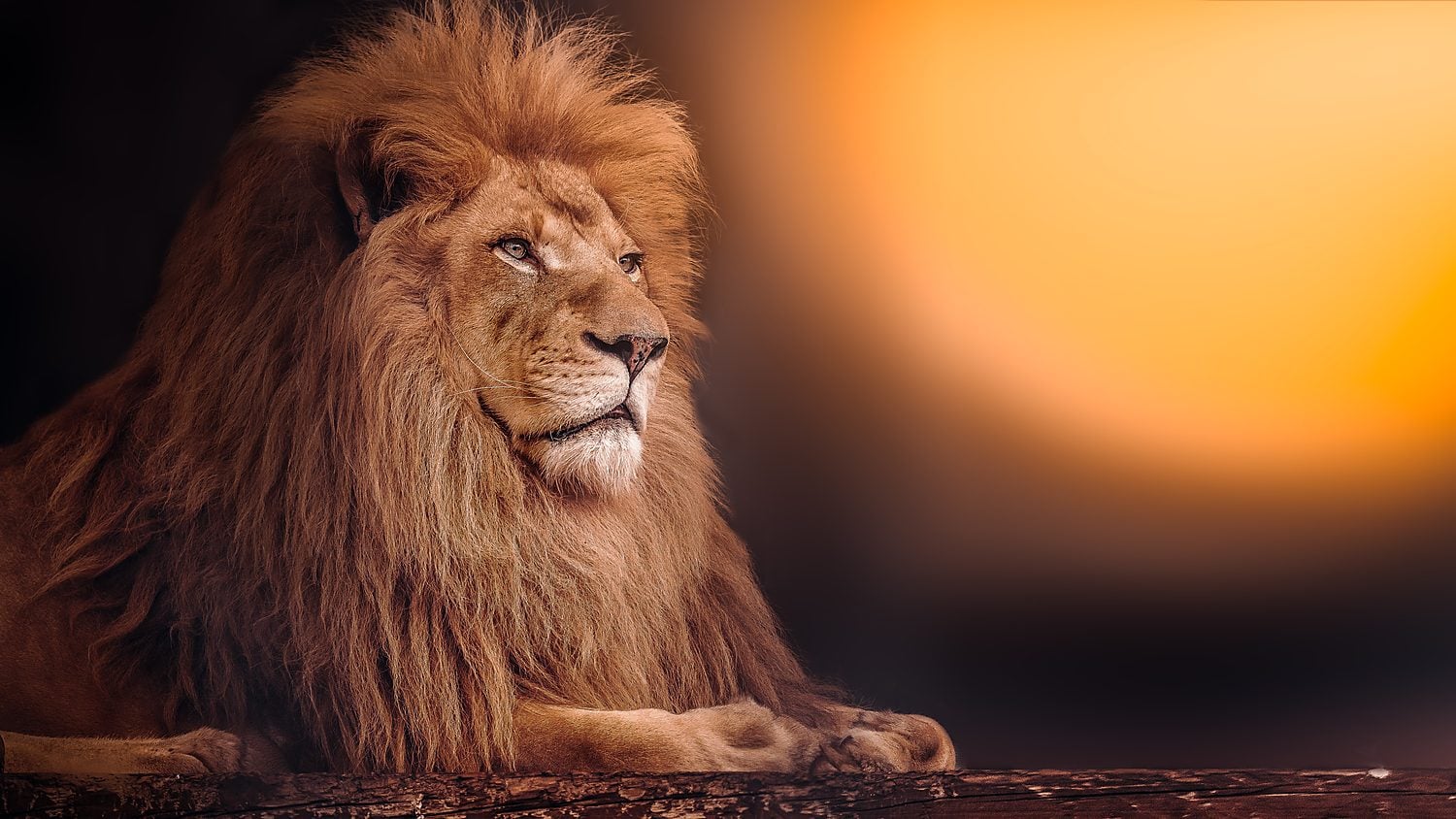 Parc animalier lion au coucher de soleil Sénégal