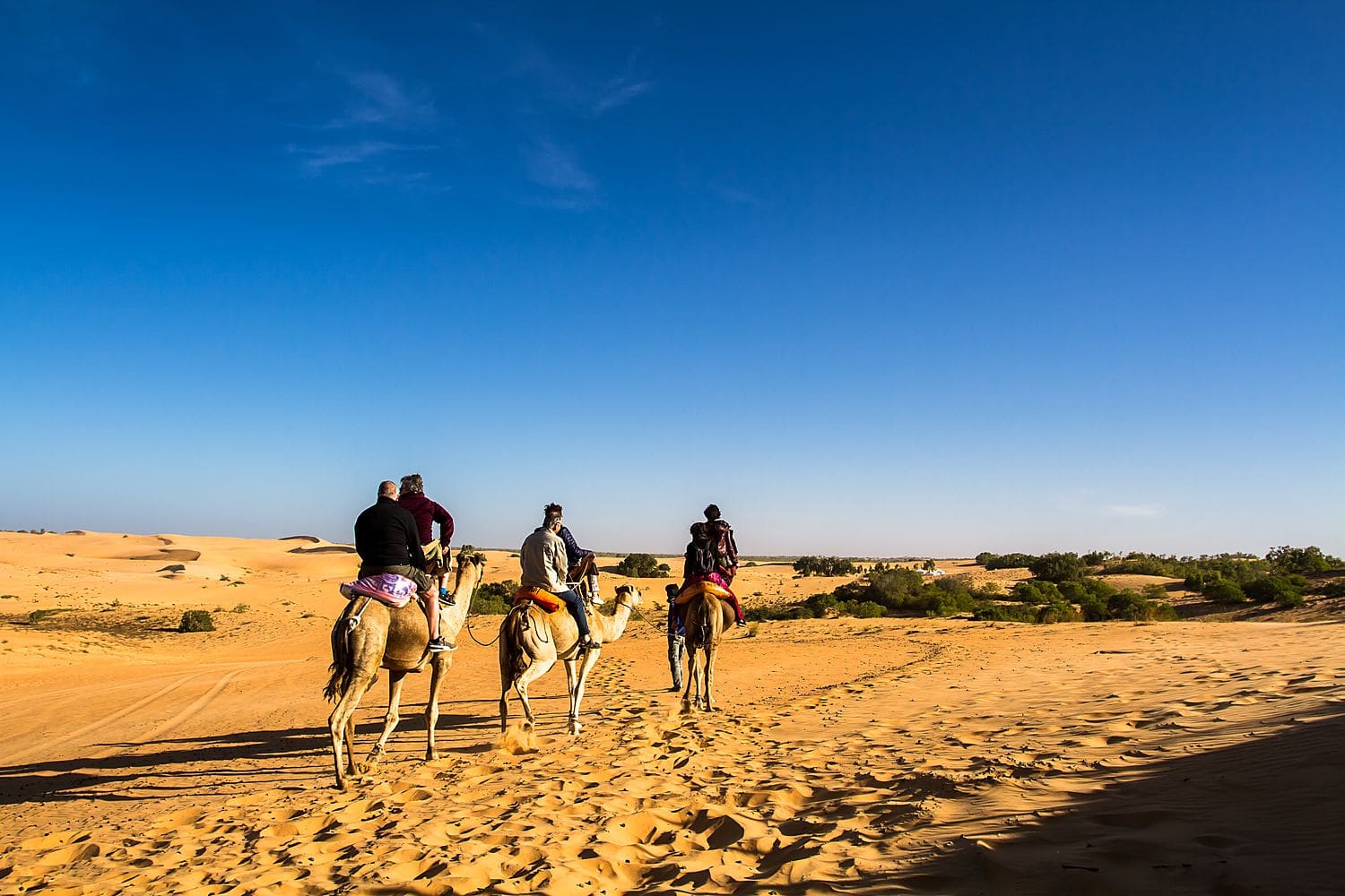 Promenade en dromadaires Sénégal