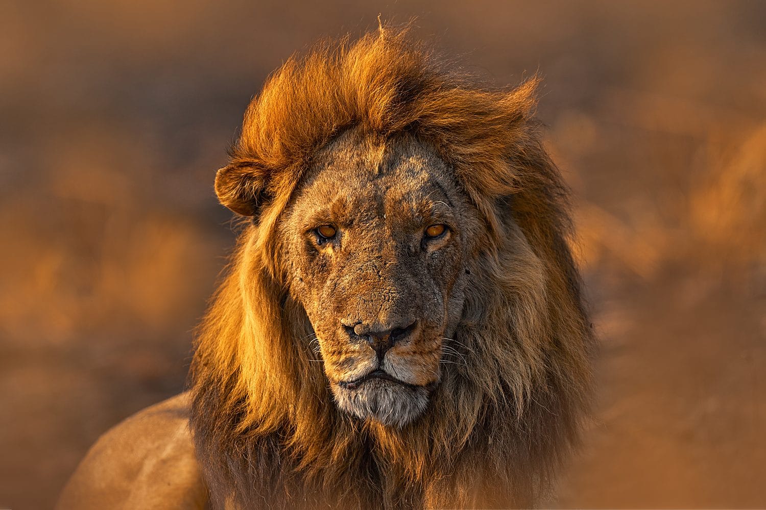 Ranch de Bandia, lion — Sénégal