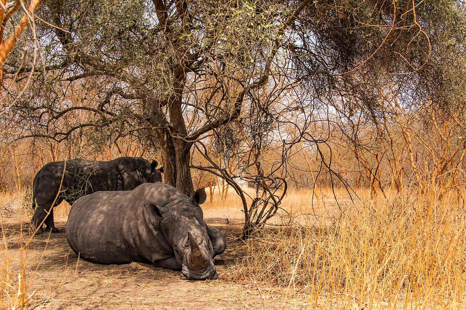 White rhinos in bandia reserve Sénégal reserve de bandia