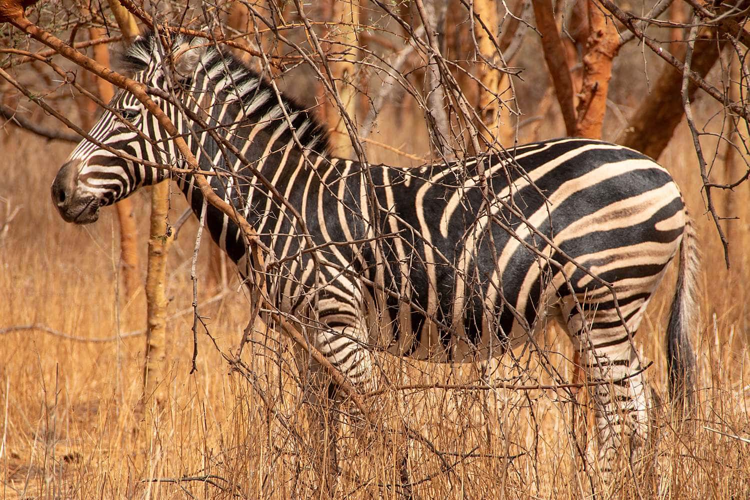 Zebras in the bandia reserve Sénégal reserve de bandia