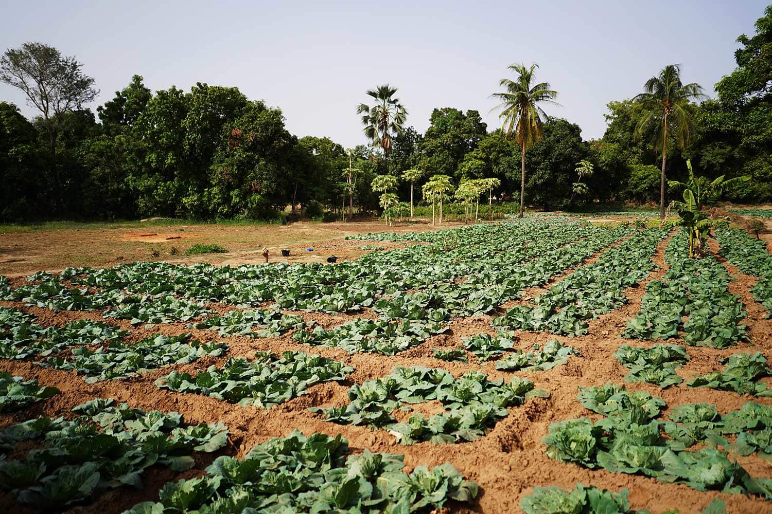 Visite d'une ferme agroécologique près de Mbour — Sénégal
