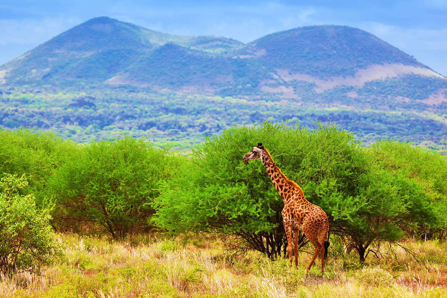 Tsavo West