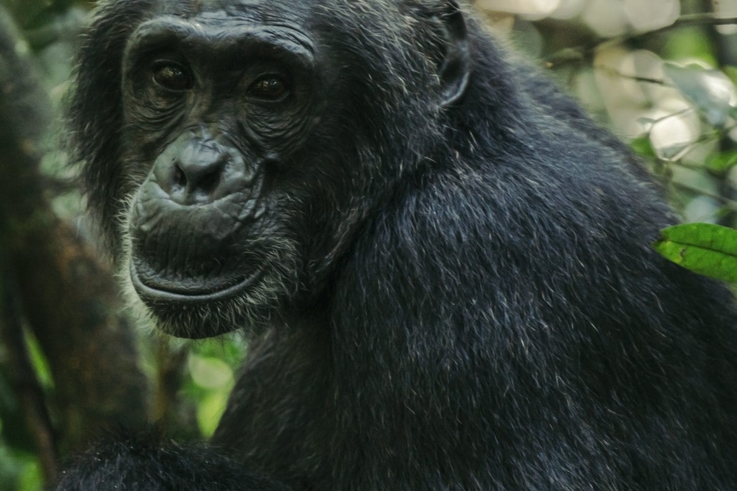 Chimpanzee Trekking in Uganda