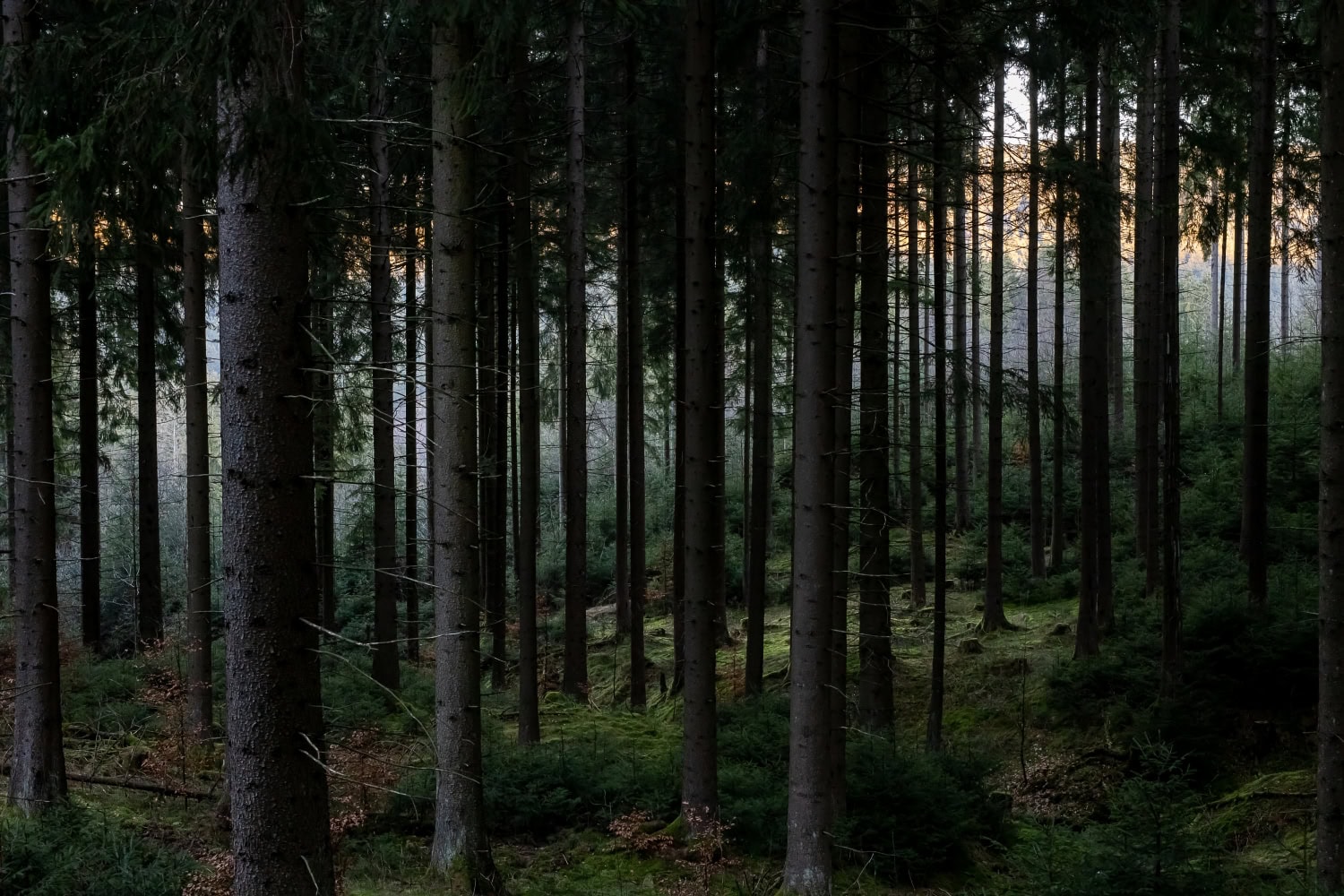 Wald oberhalb vom Campingplatz Meyersgrund Nadelwald direkt oberhalb vom Campingplatz Meyersgrund im Thüringer Wald